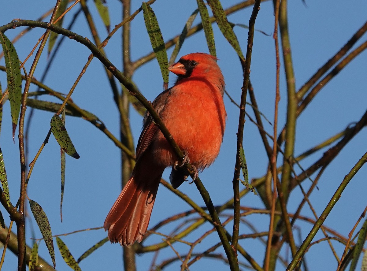 Northern Cardinal - ML379306591