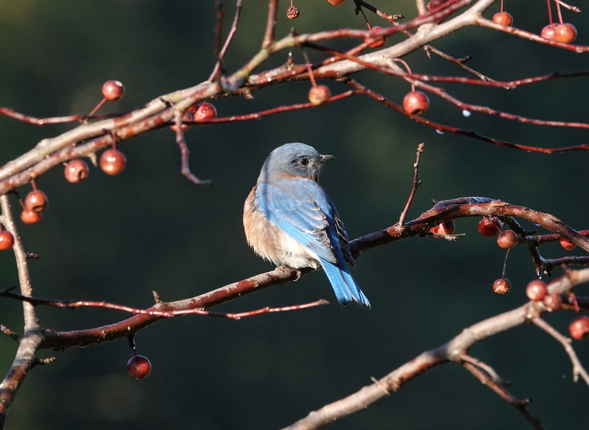 Eastern Bluebird - ML379307171