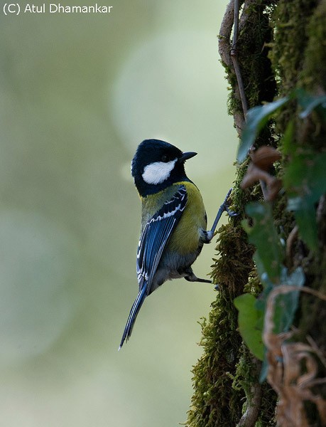 Green-backed Tit - ML379307501