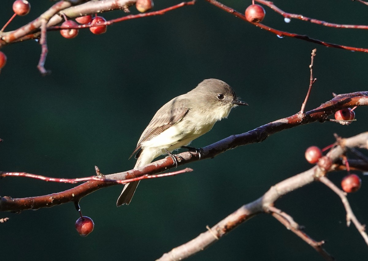 Eastern Phoebe - ML379307541