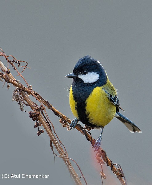 Green-backed Tit - ML379307561
