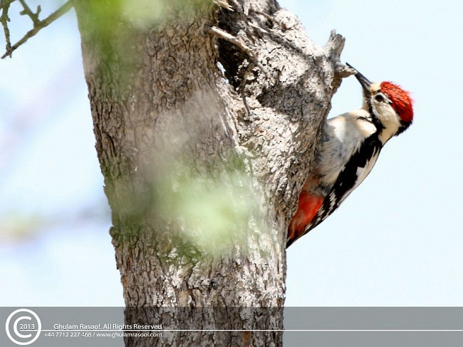 Sind Woodpecker - Ghulam Rasool