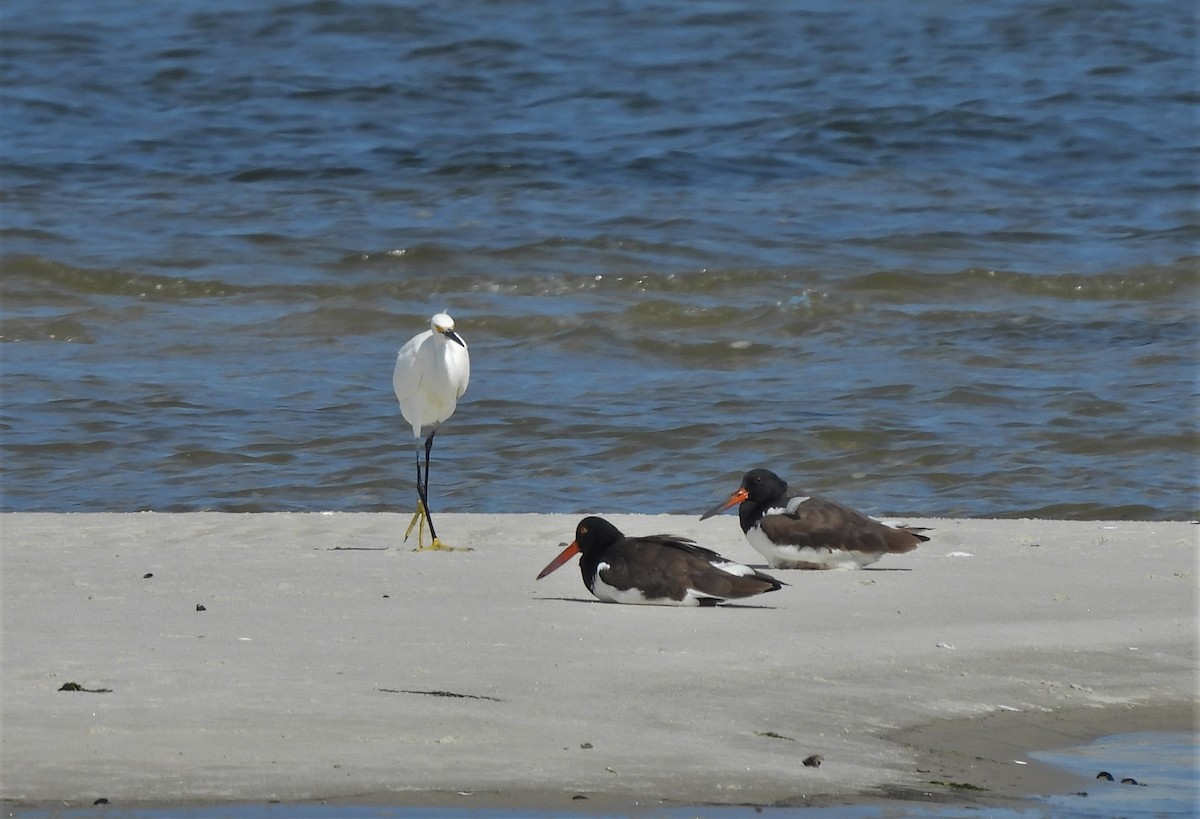 Snowy Egret - ML379309211