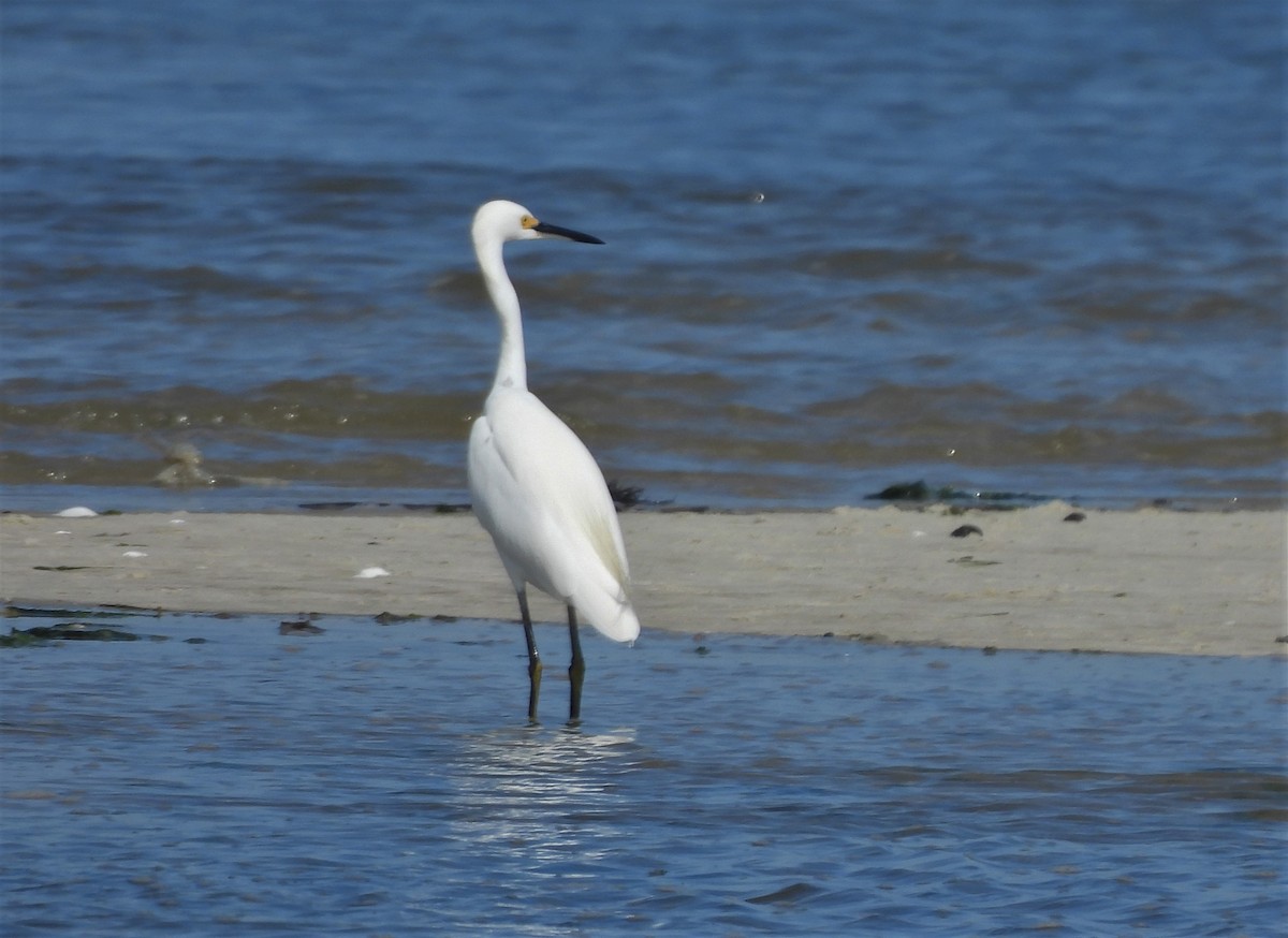 Snowy Egret - ML379309221