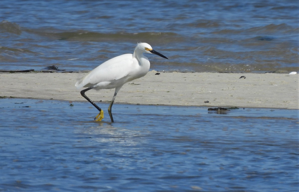 Snowy Egret - ML379309241