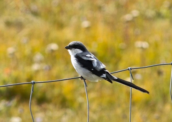 Chinese Gray/Giant Shrike - ML379309751