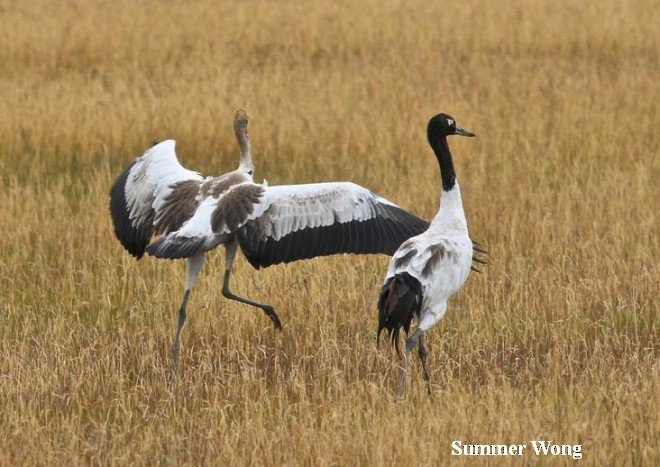 Black-necked Crane - ML379309771