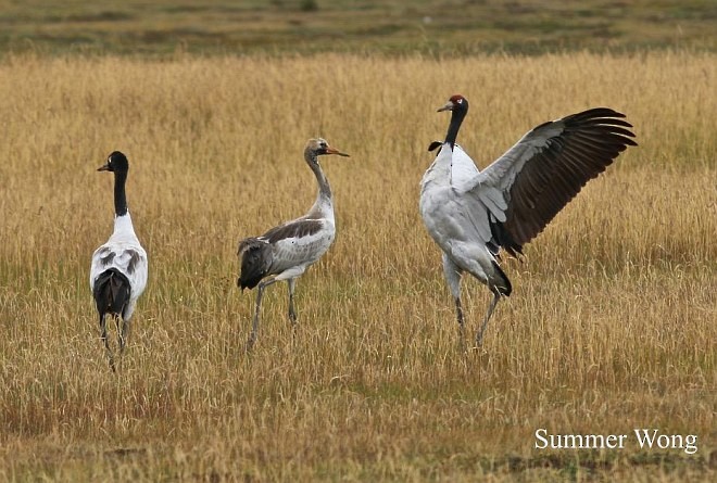 Black-necked Crane - ML379309791