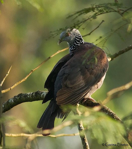 Nilgiri Wood-Pigeon - ML379309851