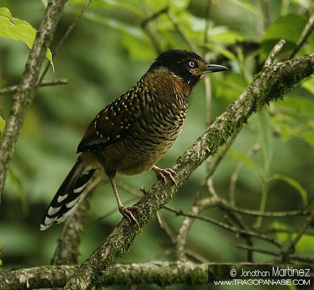 Spotted Laughingthrush - ML379309971