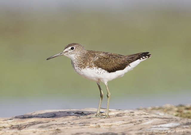 Green Sandpiper - ML379310631