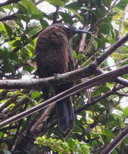 White-eared Myza - Ding Li Yong