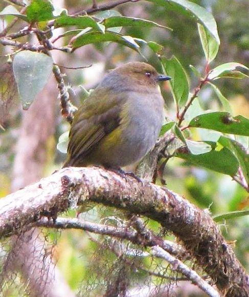 Sulawesiwaldpfeifer (bonensis) - ML379310781