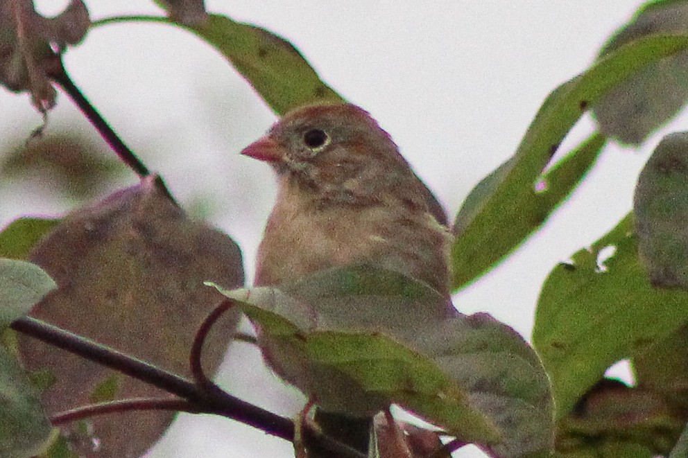 Field Sparrow - Garrett Layne