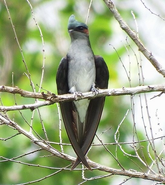 Gray-rumped Treeswift - ML379311321