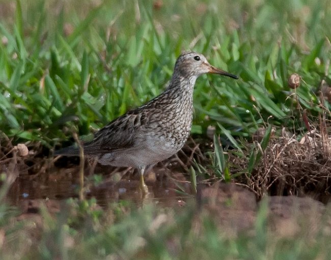 Pectoral Sandpiper - ML379312031