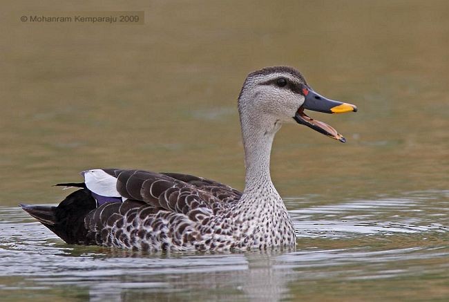 Indian Spot-billed Duck - ML379312251