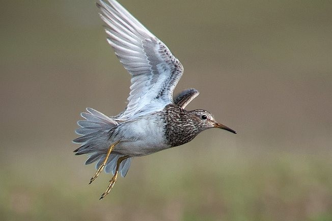 Pectoral Sandpiper - ML379312401