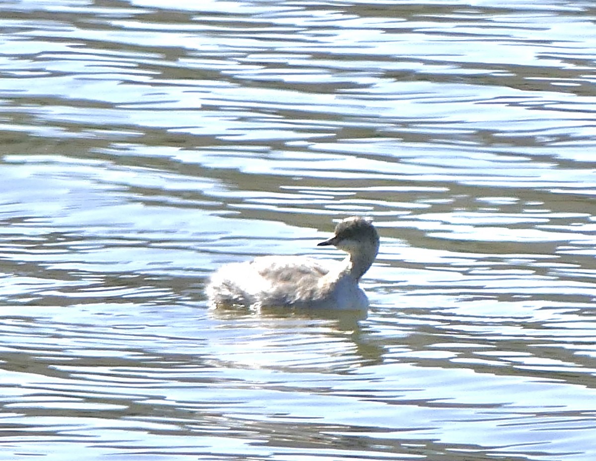 Eared Grebe - ML379312941