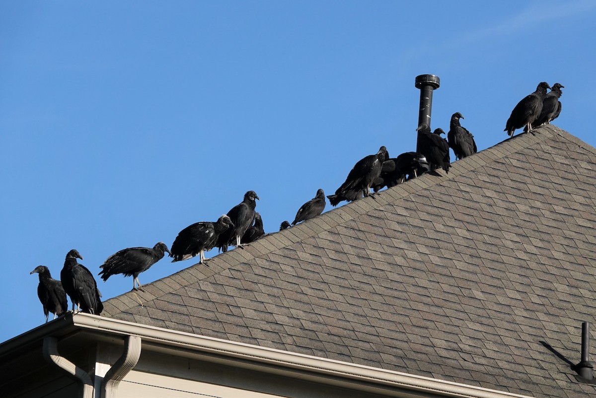 Black Vulture - ML379313021