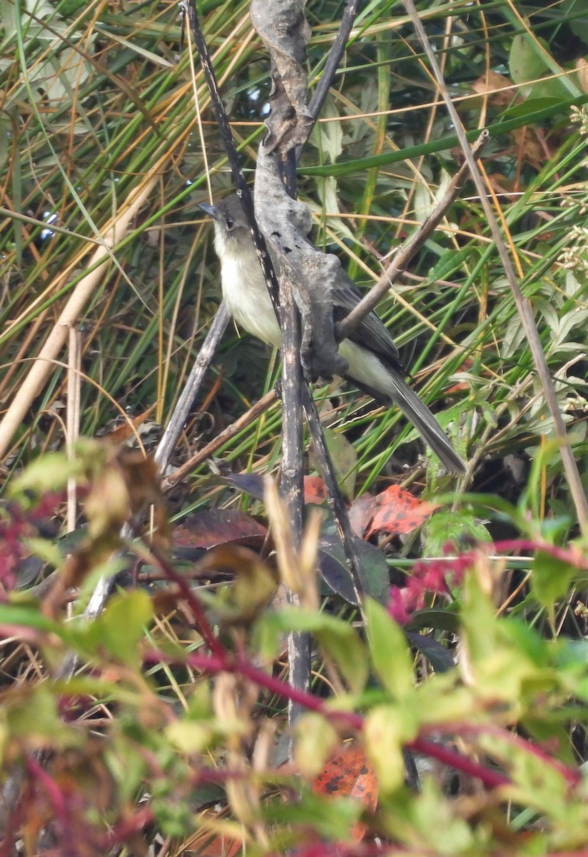 Eastern Phoebe - ML379313681