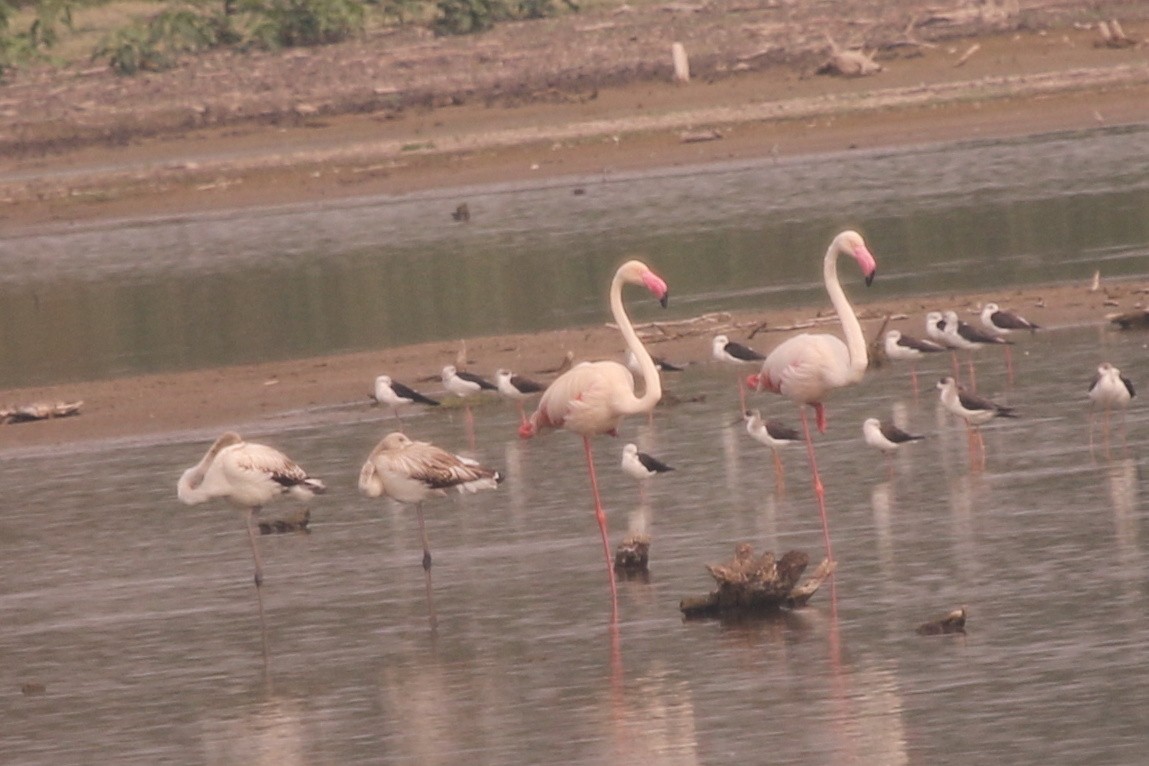 Greater Flamingo - ML37931411