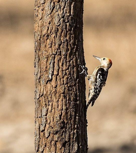 Yellow-crowned Woodpecker - ML379315691