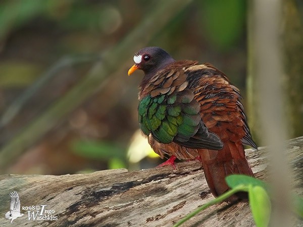 Stephan's Dove - Ingo Waschkies