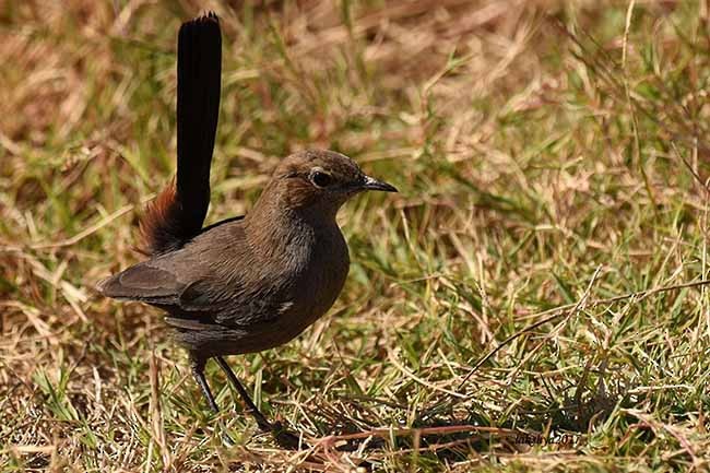 Indian Robin - ML379316021