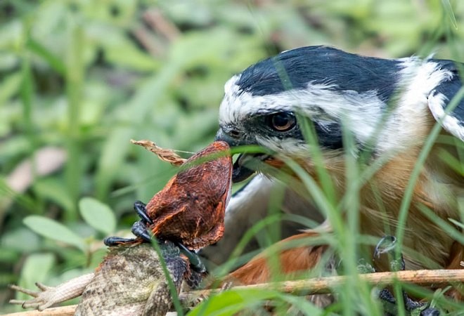 Collared Falconet - Bikash Kalita