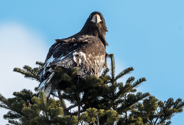 Steller's Sea-Eagle - ML379316731