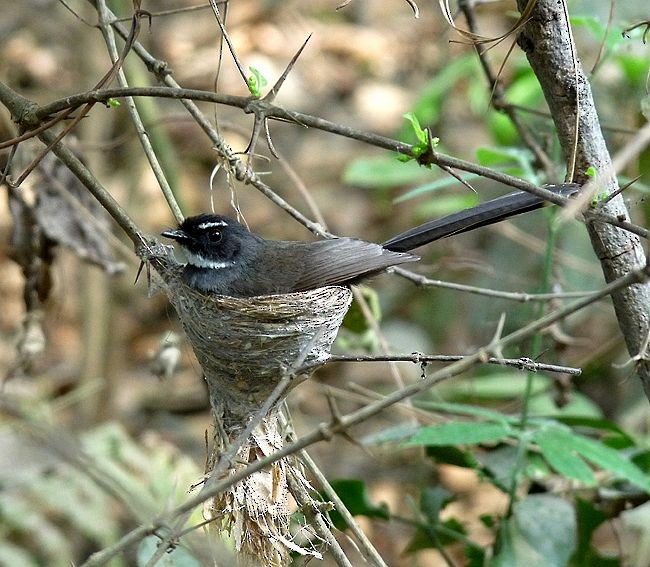 White-throated Fantail - ML379316821