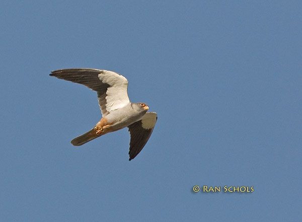 Amur Falcon - ML379317011