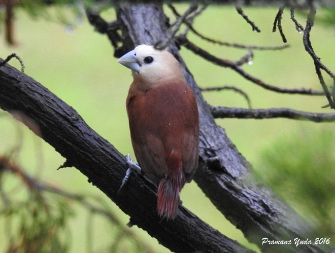 White-headed Munia - ML379317841