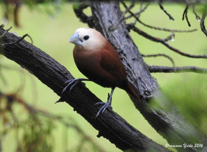 White-headed Munia - ML379317891