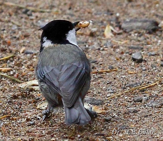 Rufous-naped Tit - ML379318131