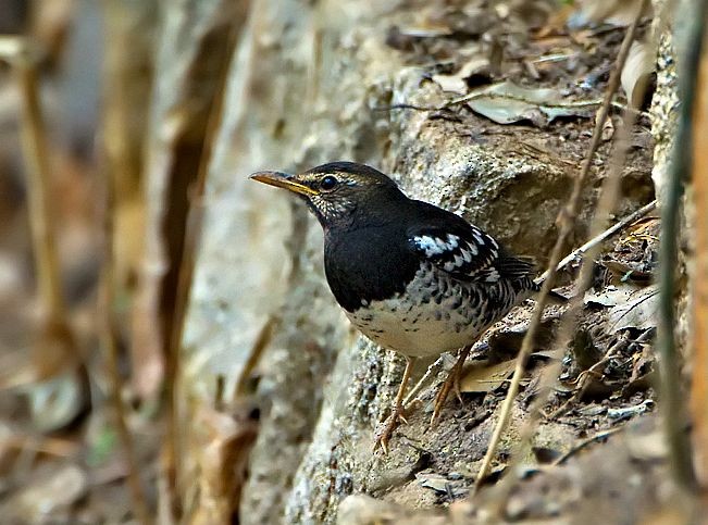 Pied Thrush - ML379318231