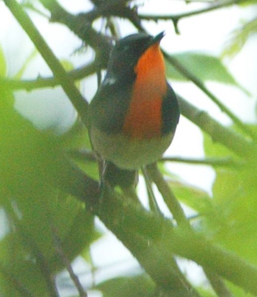 Firethroat - ML379318601