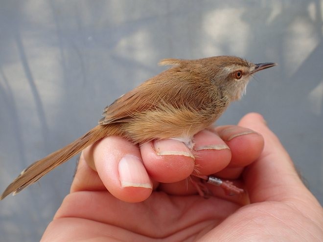 Rufescent Prinia - ML379318721