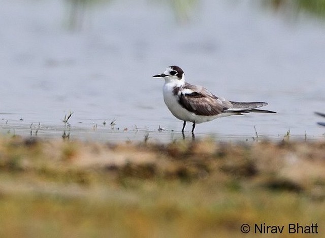 Хилэн хараалай - ML379319021