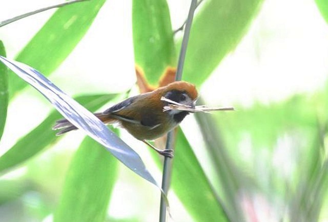 Black-throated Parrotbill (Black-eared) - Le Manh Hung