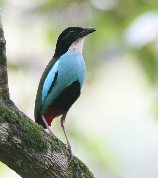 Azure-breasted Pitta - Martin Lindop