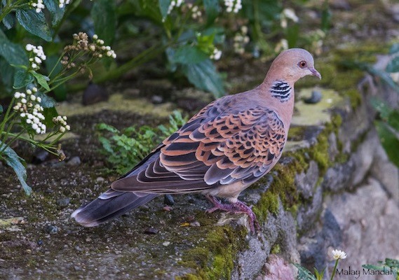 Oriental Turtle-Dove - Malay Mandal