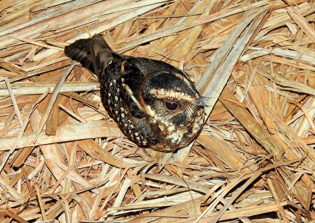 Spot-tailed Nightjar - ML379319341