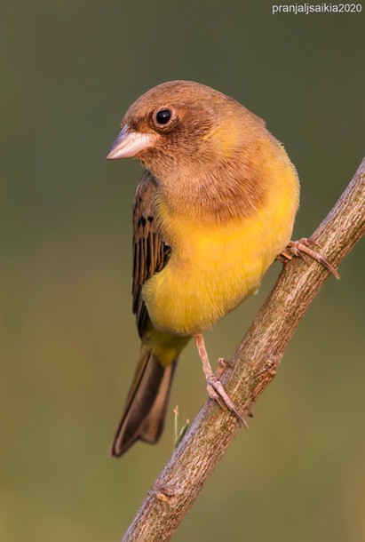Red-headed Bunting - ML379320041