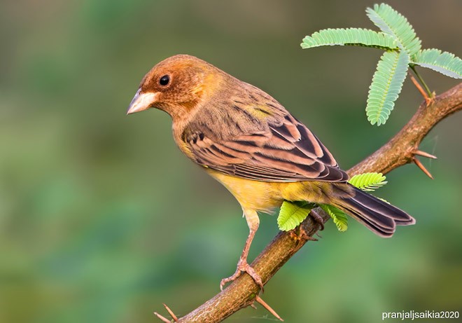 Red-headed Bunting - ML379320071