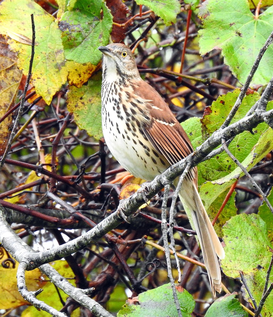 Brown Thrasher - ML379320291