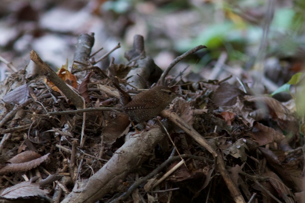 Winter Wren - Seth Factor