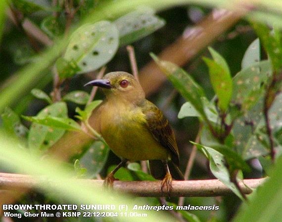 Brown-throated Sunbird - ML379321041