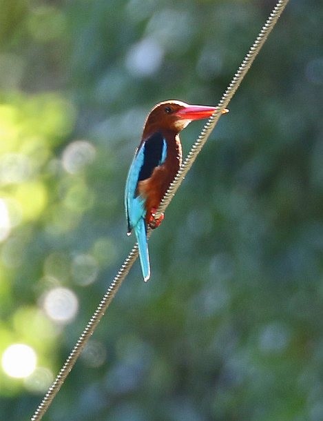 Brown-breasted Kingfisher - ML379321081